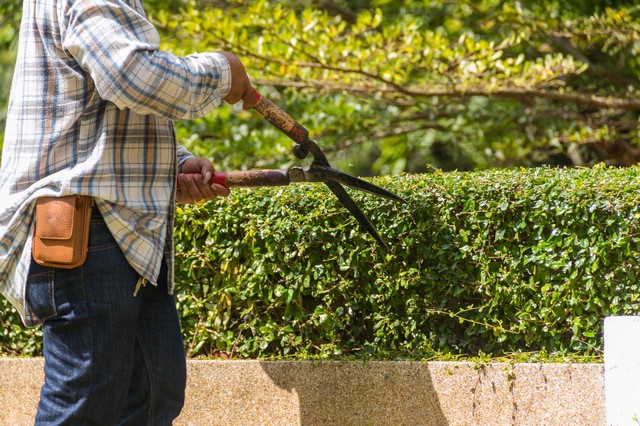 Garden Maintenance Pimlico, SW1